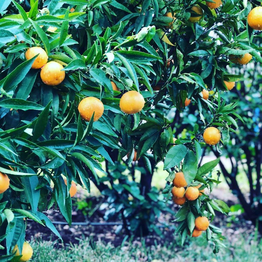 Les Jardins De Taja Hotel Ourika Buitenkant foto